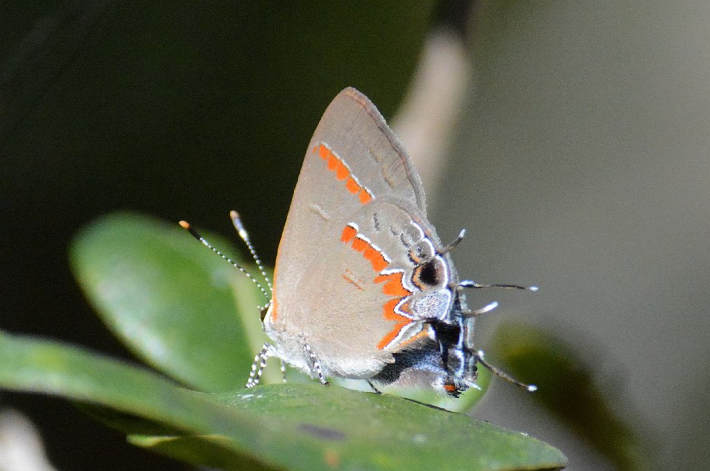 148 2015-01262785 Hickey's Creek Mitigation Park, FL.JPG - Red-banded Haairstreak (Calycopis cecrops). Butterfly. Hickey's Creek Mitigation Park, FL, 1-26-2015